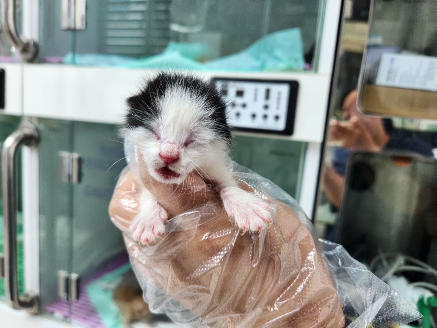 광주TNR동물병원송정_441554202301252